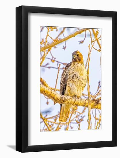 USA, Colorado, Fort Collins. Red-tailed hawk close-up.-Jaynes Gallery-Framed Photographic Print