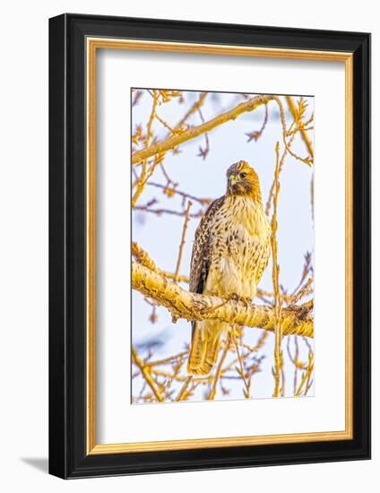 USA, Colorado, Fort Collins. Red-tailed hawk close-up.-Jaynes Gallery-Framed Photographic Print