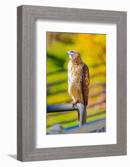 USA, Colorado, Fort Collins. Red-tailed hawk close-up.-Jaynes Gallery-Framed Photographic Print