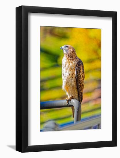 USA, Colorado, Fort Collins. Red-tailed hawk close-up.-Jaynes Gallery-Framed Photographic Print