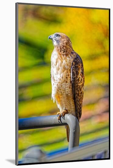 USA, Colorado, Fort Collins. Red-tailed hawk close-up.-Jaynes Gallery-Mounted Photographic Print