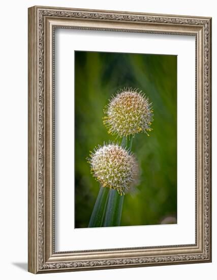 USA, Colorado, Fort Collins. White allium plant close-up.-Jaynes Gallery-Framed Photographic Print