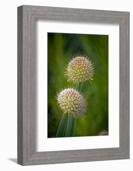 USA, Colorado, Fort Collins. White allium plant close-up.-Jaynes Gallery-Framed Photographic Print