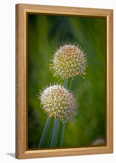 USA, Colorado, Fort Collins. White allium plant close-up.-Jaynes Gallery-Framed Premier Image Canvas