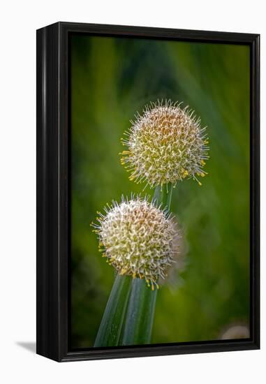 USA, Colorado, Fort Collins. White allium plant close-up.-Jaynes Gallery-Framed Premier Image Canvas