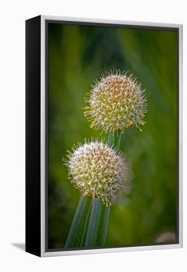 USA, Colorado, Fort Collins. White allium plant close-up.-Jaynes Gallery-Framed Premier Image Canvas