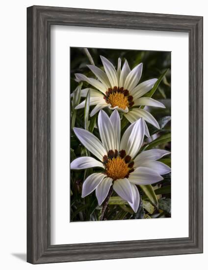 USA, Colorado, Fort Collins. White flower close-up.-Jaynes Gallery-Framed Photographic Print