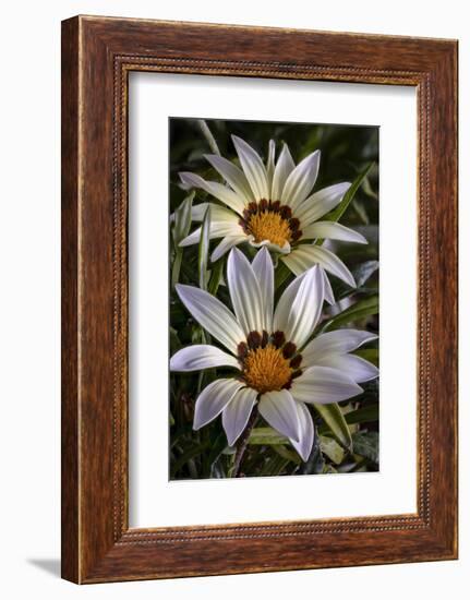 USA, Colorado, Fort Collins. White flower close-up.-Jaynes Gallery-Framed Photographic Print