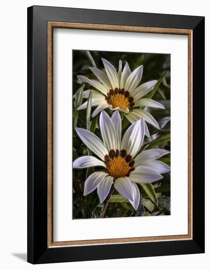 USA, Colorado, Fort Collins. White flower close-up.-Jaynes Gallery-Framed Photographic Print