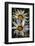 USA, Colorado, Fort Collins. White flower close-up.-Jaynes Gallery-Framed Photographic Print