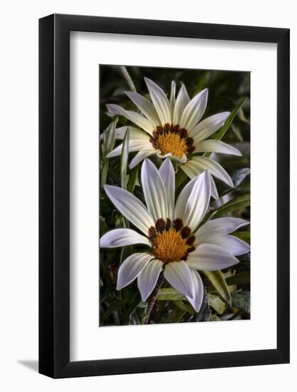 USA, Colorado, Fort Collins. White flower close-up.-Jaynes Gallery-Framed Photographic Print