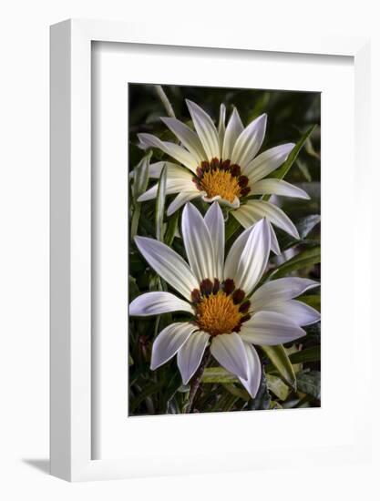 USA, Colorado, Fort Collins. White flower close-up.-Jaynes Gallery-Framed Photographic Print