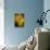 USA, Colorado, Fort Collins. Yellow coreopsis flowers.-Jaynes Gallery-Framed Premier Image Canvas displayed on a wall