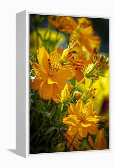 USA, Colorado, Fort Collins. Yellow coreopsis flowers.-Jaynes Gallery-Framed Premier Image Canvas