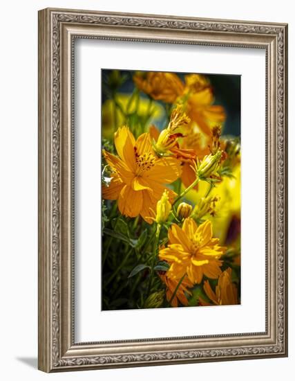 USA, Colorado, Fort Collins. Yellow coreopsis flowers.-Jaynes Gallery-Framed Photographic Print