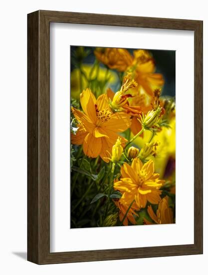 USA, Colorado, Fort Collins. Yellow coreopsis flowers.-Jaynes Gallery-Framed Photographic Print