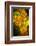 USA, Colorado, Fort Collins. Yellow coreopsis flowers.-Jaynes Gallery-Framed Photographic Print