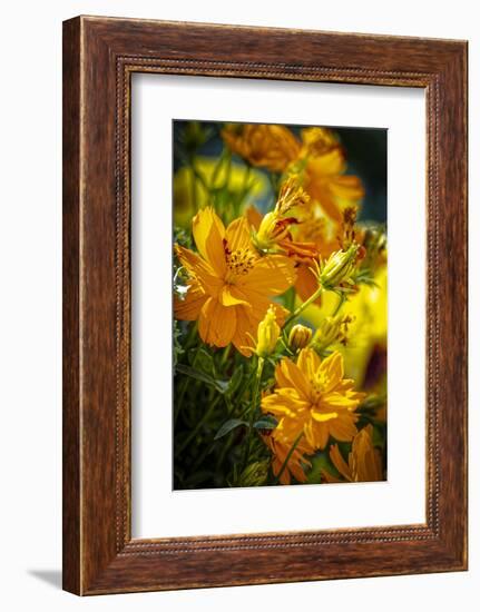USA, Colorado, Fort Collins. Yellow coreopsis flowers.-Jaynes Gallery-Framed Photographic Print