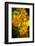 USA, Colorado, Fort Collins. Yellow coreopsis flowers.-Jaynes Gallery-Framed Photographic Print