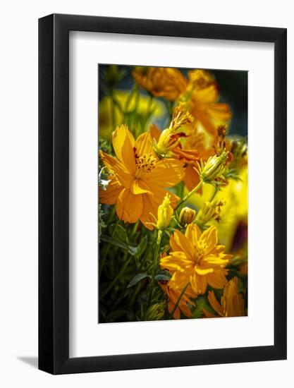 USA, Colorado, Fort Collins. Yellow coreopsis flowers.-Jaynes Gallery-Framed Photographic Print