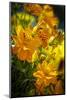 USA, Colorado, Fort Collins. Yellow coreopsis flowers.-Jaynes Gallery-Mounted Photographic Print