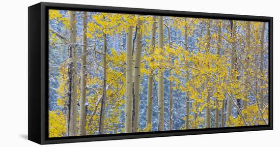 USA, Colorado, Grand Mesa. Autumn Forest Scenic-Jaynes Gallery-Framed Premier Image Canvas