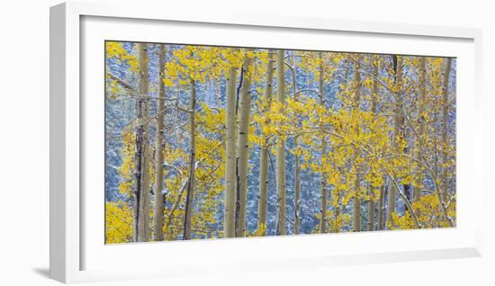 USA, Colorado, Grand Mesa. Autumn Forest Scenic-Jaynes Gallery-Framed Photographic Print