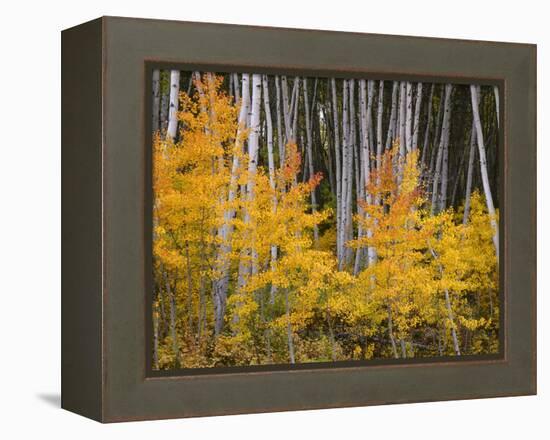 USA, Colorado, Grand Mesa National Forest, Aspen Grove with Fall Color and White Trunks-John Barger-Framed Premier Image Canvas
