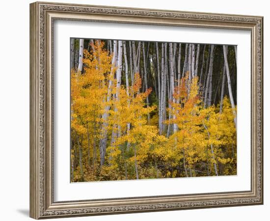 USA, Colorado, Grand Mesa National Forest, Aspen Grove with Fall Color and White Trunks-John Barger-Framed Photographic Print