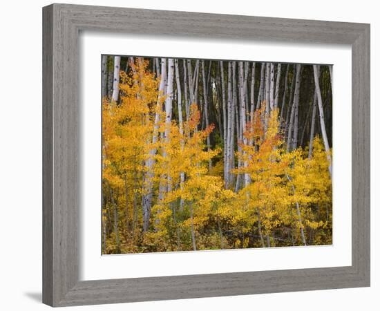 USA, Colorado, Grand Mesa National Forest, Aspen Grove with Fall Color and White Trunks-John Barger-Framed Photographic Print