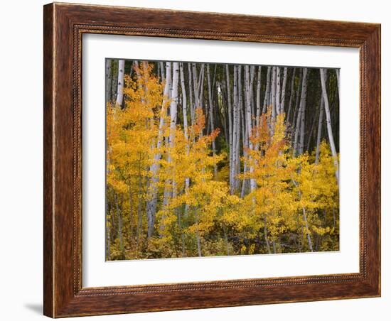 USA, Colorado, Grand Mesa National Forest, Aspen Grove with Fall Color and White Trunks-John Barger-Framed Photographic Print