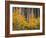 USA, Colorado, Grand Mesa National Forest, Aspen Grove with Fall Color and White Trunks-John Barger-Framed Photographic Print