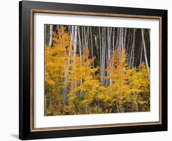 USA, Colorado, Grand Mesa National Forest, Aspen Grove with Fall Color and White Trunks-John Barger-Framed Photographic Print