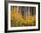 USA, Colorado, Grand Mesa National Forest, Aspen Grove with Fall Color and White Trunks-John Barger-Framed Photographic Print