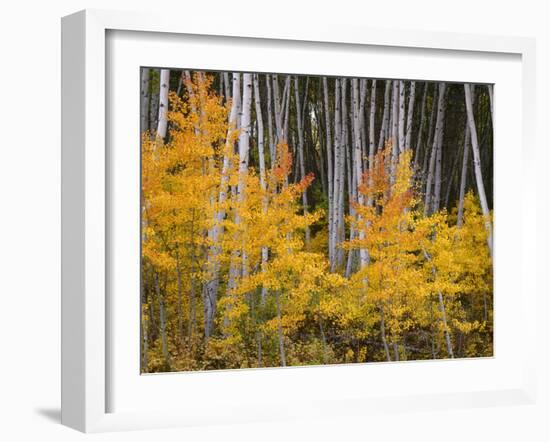 USA, Colorado, Grand Mesa National Forest, Aspen Grove with Fall Color and White Trunks-John Barger-Framed Photographic Print