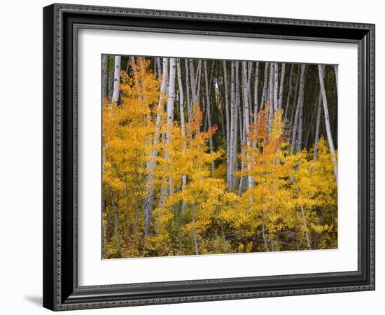 USA, Colorado, Grand Mesa National Forest, Aspen Grove with Fall Color and White Trunks-John Barger-Framed Photographic Print