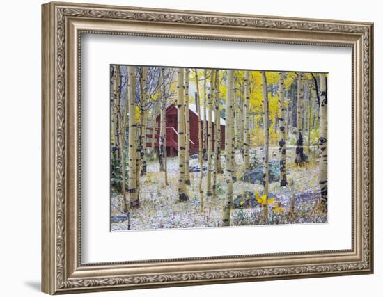 USA, Colorado, Grand Mesa. Solitary Cabin in a Forest-Jaynes Gallery-Framed Photographic Print