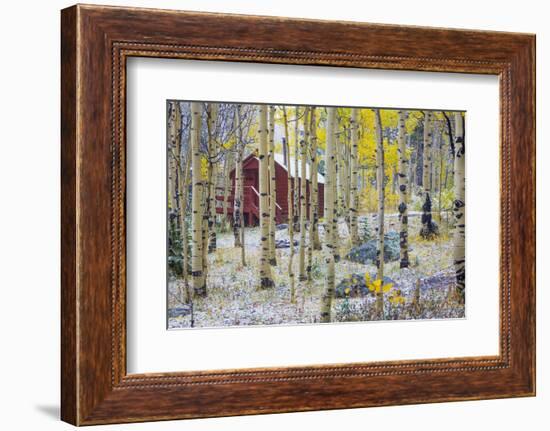 USA, Colorado, Grand Mesa. Solitary Cabin in a Forest-Jaynes Gallery-Framed Photographic Print