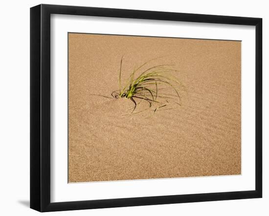 USA, Colorado, Great Sand Dunes National Park and Preserve. Blowout Grass Grows on a Dune-Ann Collins-Framed Photographic Print
