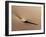 USA, Colorado, Great Sand Dunes National Park and Preserve. Rock and Ripples on a Dune-Ann Collins-Framed Photographic Print