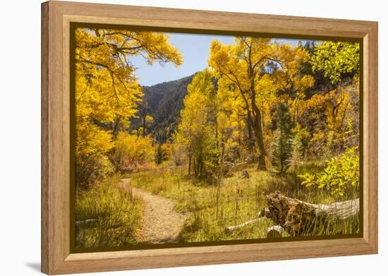 USA, Colorado, Grizzly Creek Trail. Cottonwood trees in fall color.-Jaynes Gallery-Framed Premier Image Canvas