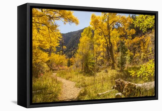 USA, Colorado, Grizzly Creek Trail. Cottonwood trees in fall color.-Jaynes Gallery-Framed Premier Image Canvas