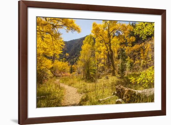 USA, Colorado, Grizzly Creek Trail. Cottonwood trees in fall color.-Jaynes Gallery-Framed Premium Photographic Print