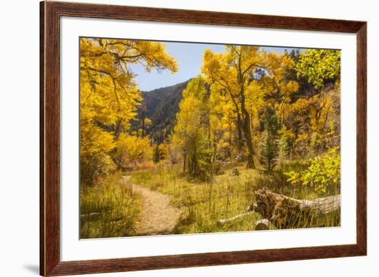 USA, Colorado, Grizzly Creek Trail. Cottonwood trees in fall color.-Jaynes Gallery-Framed Photographic Print