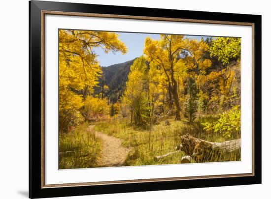 USA, Colorado, Grizzly Creek Trail. Cottonwood trees in fall color.-Jaynes Gallery-Framed Photographic Print