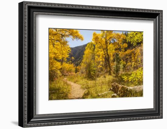 USA, Colorado, Grizzly Creek Trail. Cottonwood trees in fall color.-Jaynes Gallery-Framed Photographic Print
