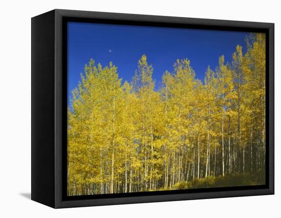 USA, Colorado, Gunnison National Forest. Autumn Colored Aspen Grove Beneath Moon and Blue Sky-John Barger-Framed Premier Image Canvas