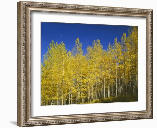 USA, Colorado, Gunnison National Forest. Autumn Colored Aspen Grove Beneath Moon and Blue Sky-John Barger-Framed Photographic Print