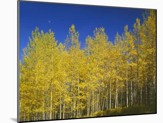 USA, Colorado, Gunnison National Forest. Autumn Colored Aspen Grove Beneath Moon and Blue Sky-John Barger-Mounted Photographic Print