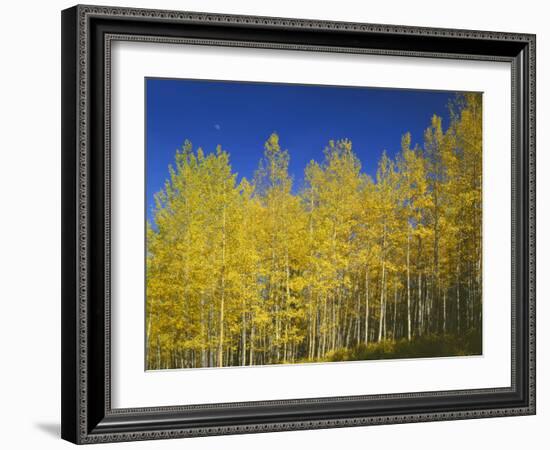 USA, Colorado, Gunnison National Forest. Autumn Colored Aspen Grove Beneath Moon and Blue Sky-John Barger-Framed Photographic Print